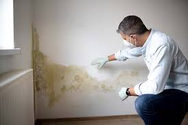 Best Crawl Space Mold Remediation  in Knollwood, IL